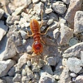 Termite (Isoptera sp.)